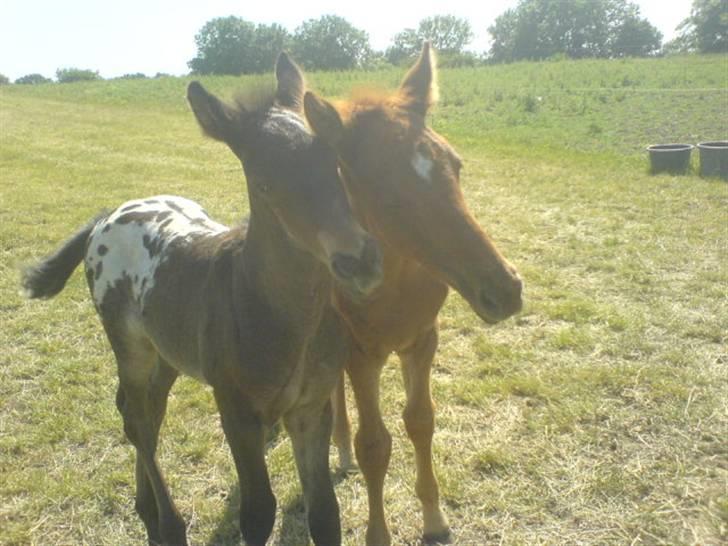 Knabstrupper Toftegaardens Lexus - Mig og min rigtig gode ven X-tra :) {Foto: Pernille} billede 3