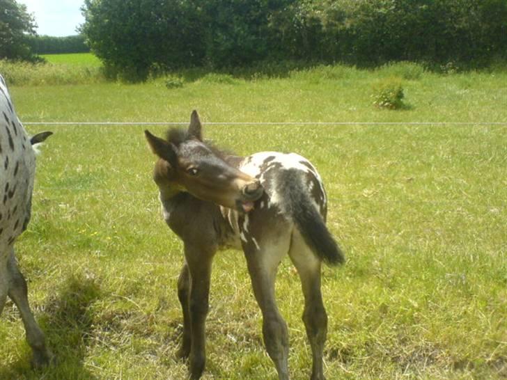 Knabstrupper Toftegaardens Lexus - Årh, min numse klør ! xD {Foto: Mig} billede 4