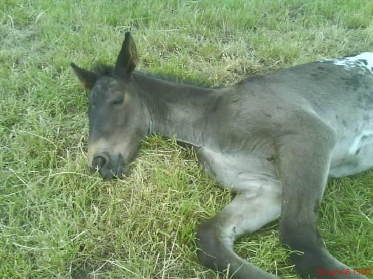 Knabstrupper Toftegaardens Lexus - Jeg ta´r lige en slapper ;) {Foto: Pernille} billede 5