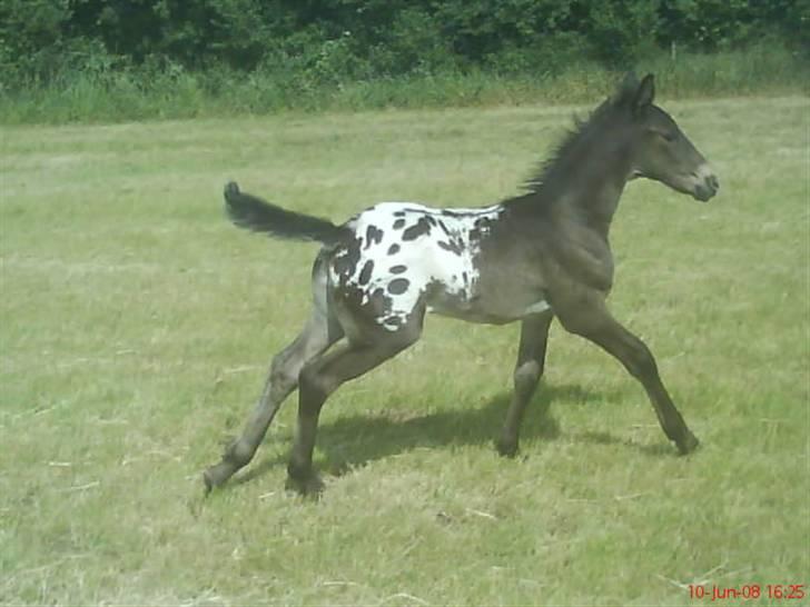 Knabstrupper Toftegaardens Lexus - LØØB!!! x) {Foto: Heidi} billede 6