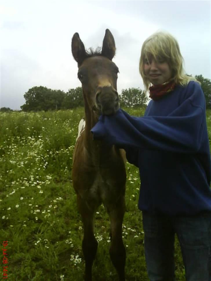 Knabstrupper Toftegaardens Lexus - Tag den klamme bluse af ! x) {Foto: Pernille} billede 7