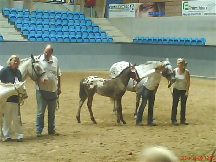Knabstrupper Toftegaardens Lexus - Mig til kåring, med min flotte røde rosette :D {Foto: Pernille} billede 9