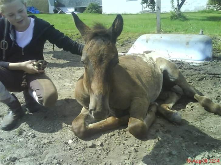Knabstrupper Toftegaardens Lexus - Mig og Pernille, hygger lidt ude på folden.. {Foto: Heidi} billede 10