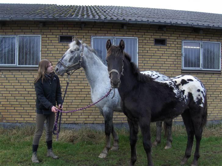 Knabstrupper Toftegaardens Lexus - Mig og min moar :D {Foto: Pernille} billede 11