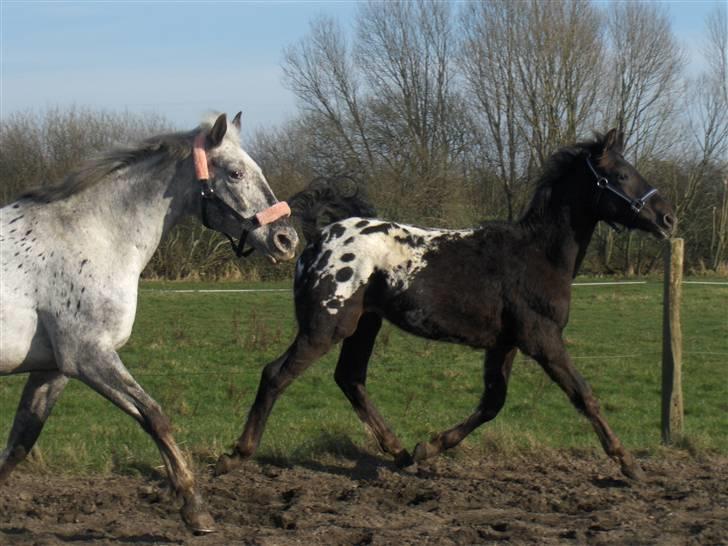Knabstrupper Toftegaardens Lexus - Løs på banen med mutti :D {Foto: Pernille} billede 12