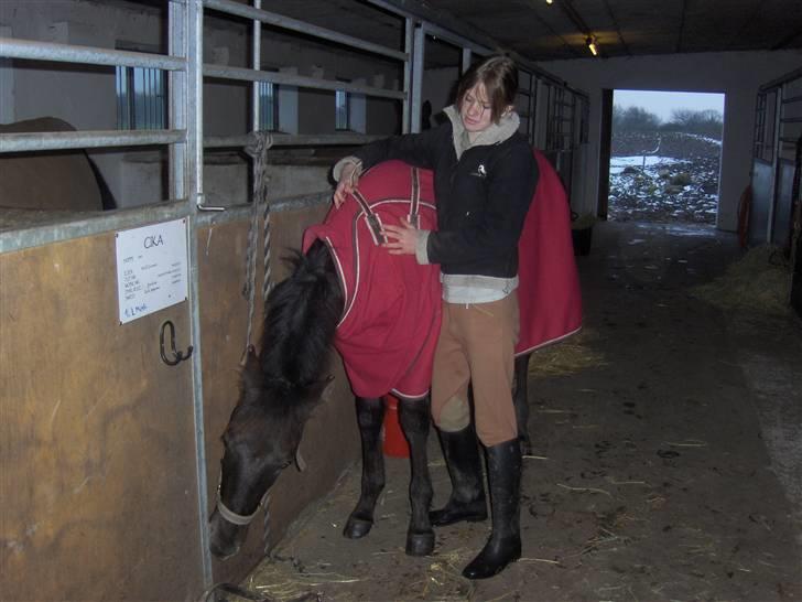 Knabstrupper Toftegaardens Lexus - Uh med tante Petruskas tæppe ! x) {Foto: Pernille} billede 13