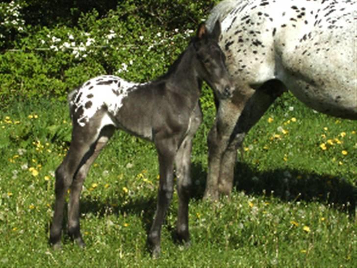 Knabstrupper Toftegaardens Lexus - Mig som helt lille bebs ;D {Foto: Vivi} billede 14