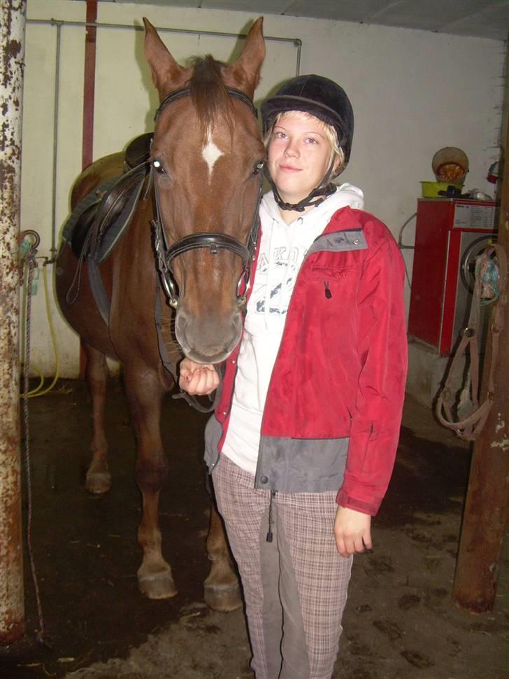 Anden særlig race Svifnick - ferie hest billede 1