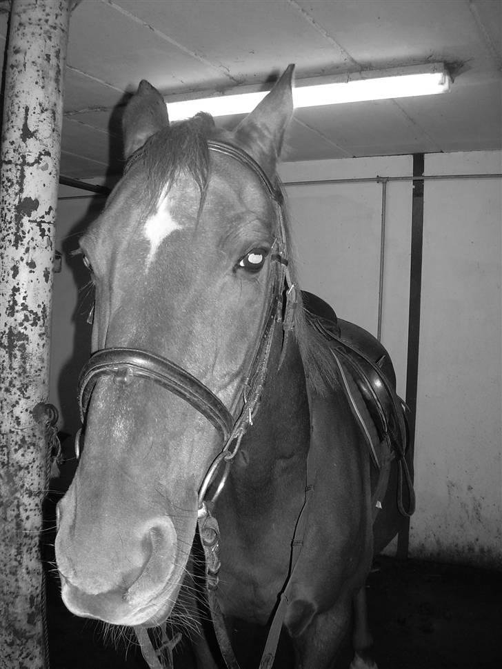 Anden særlig race Svifnick - ferie hest billede 2