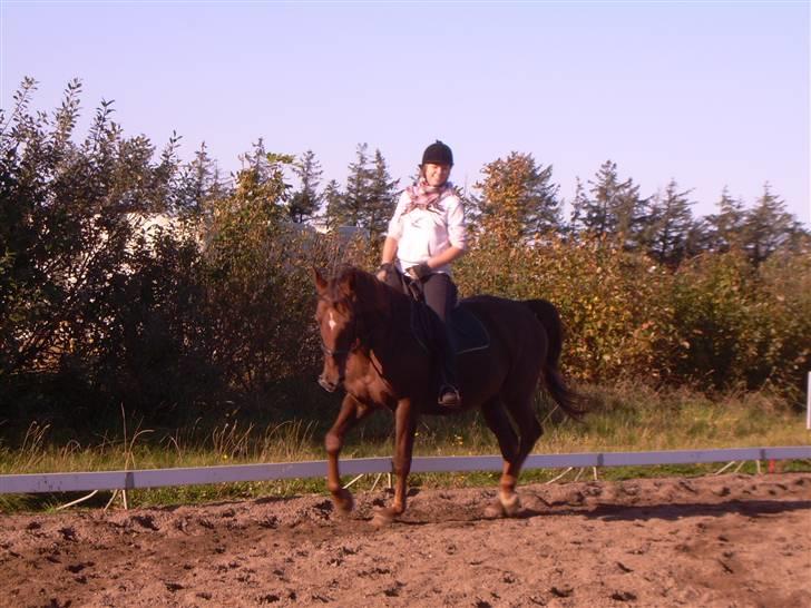 Anden særlig race Svifnick - ferie hest billede 3