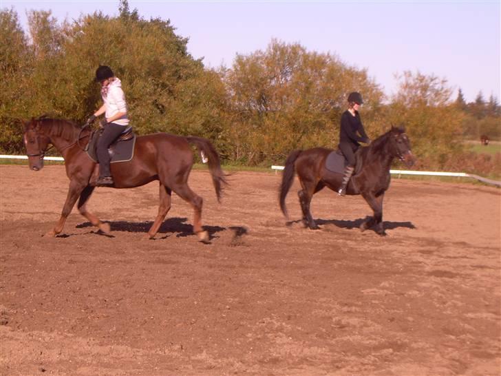 Anden særlig race Svifnick - ferie hest billede 4