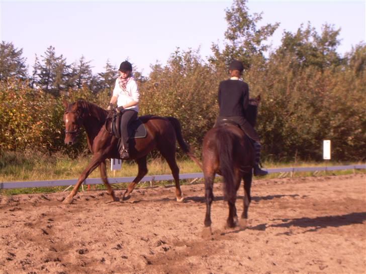 Anden særlig race Svifnick - ferie hest billede 5