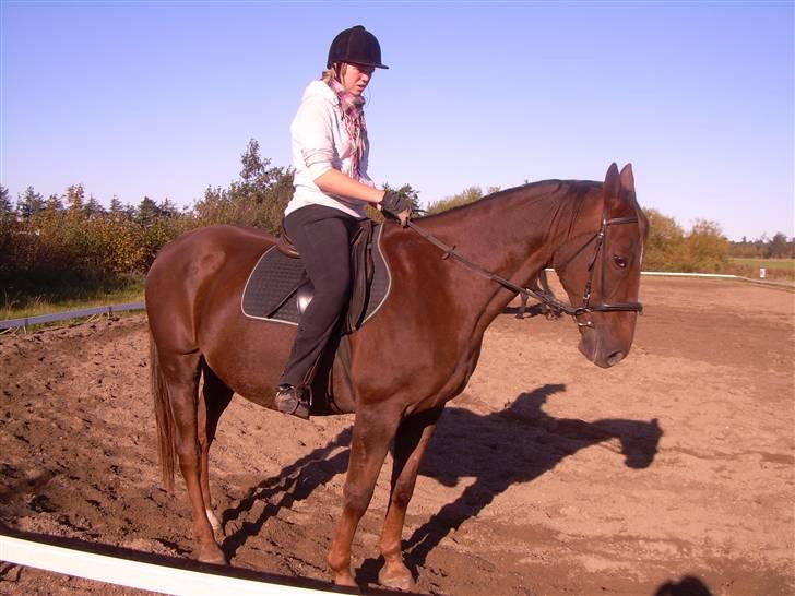Anden særlig race Svifnick - ferie hest billede 6