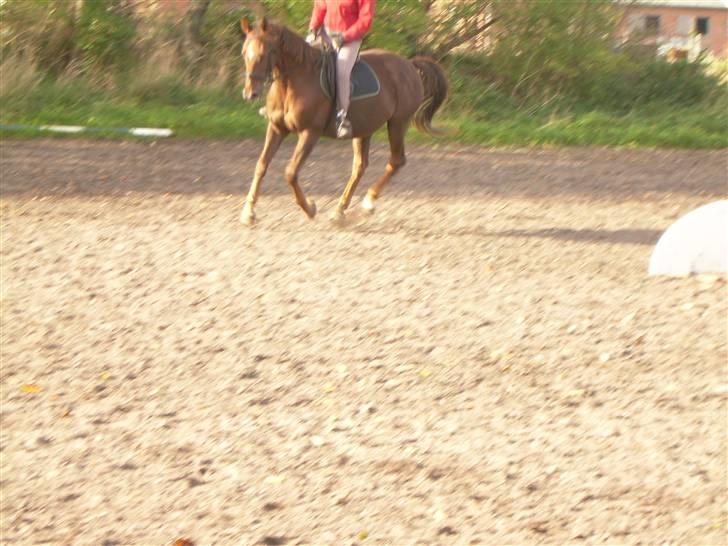 Anden særlig race Svifnick - ferie hest billede 7