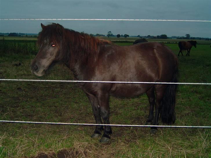 Anden særlig race Rikke (natsjerne)  - Rikke... billede 1