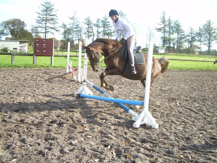 Anden særlig race Svifnick - ferie hest billede 8