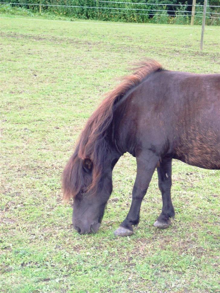 Anden særlig race Rikke (natsjerne)  billede 2