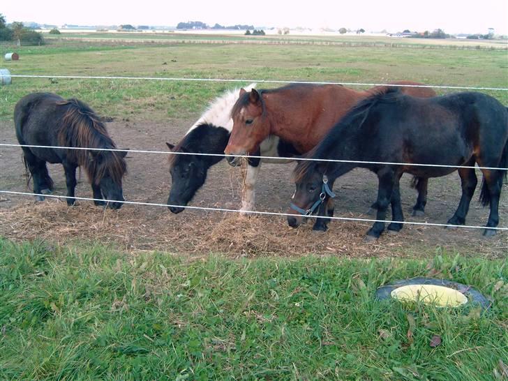 Anden særlig race Rikke (natsjerne)  - Rikke med alle vennerne, hun står ude til venstre.. billede 3