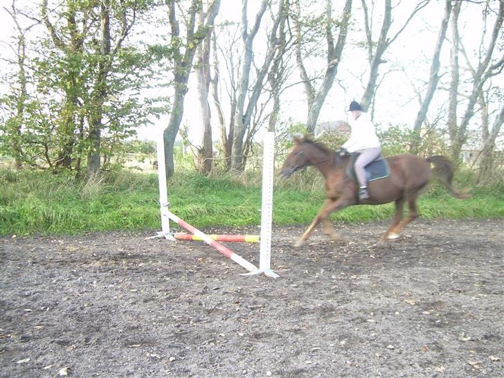 Anden særlig race Svifnick - ferie hest billede 9