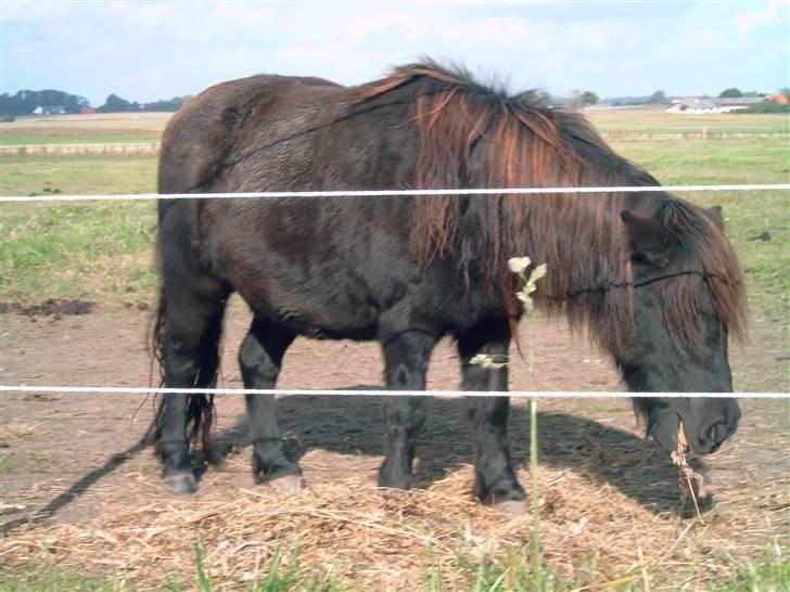 Anden særlig race Rikke (natsjerne)  billede 4