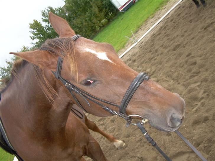 Anden særlig race Svifnick - ferie hest billede 10