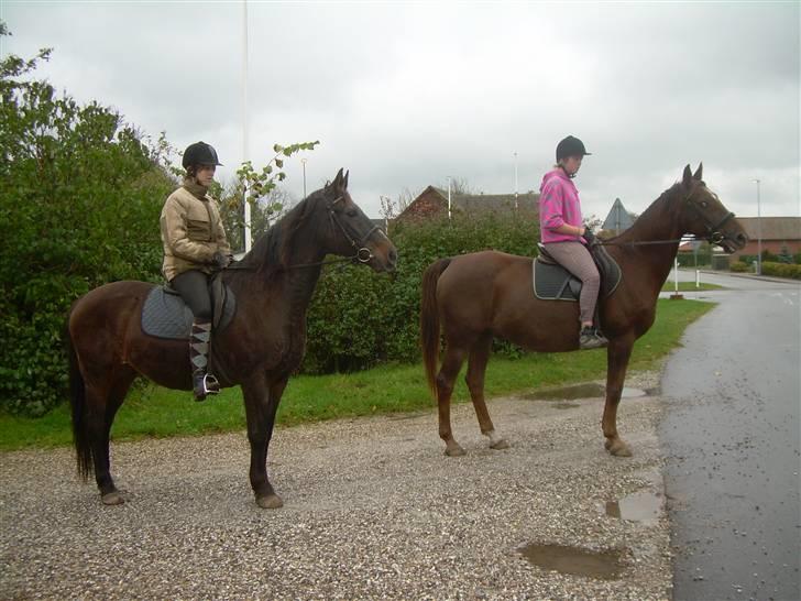 Anden særlig race Svifnick - ferie hest billede 11