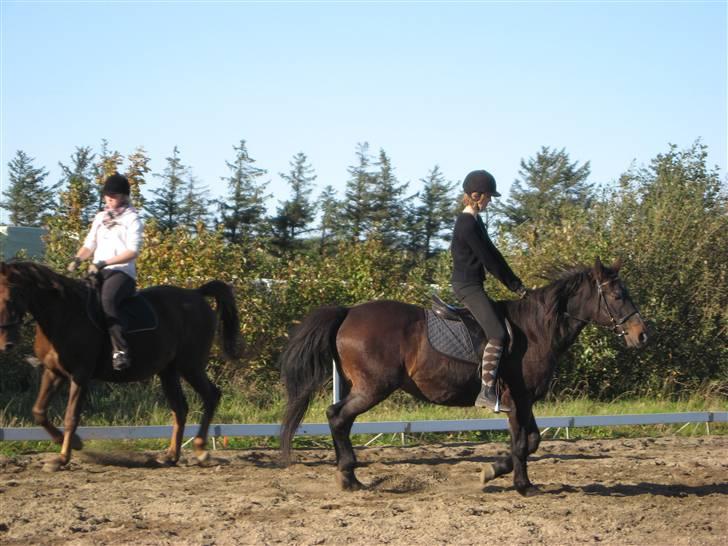 Anden særlig race Svifnick - ferie hest billede 12