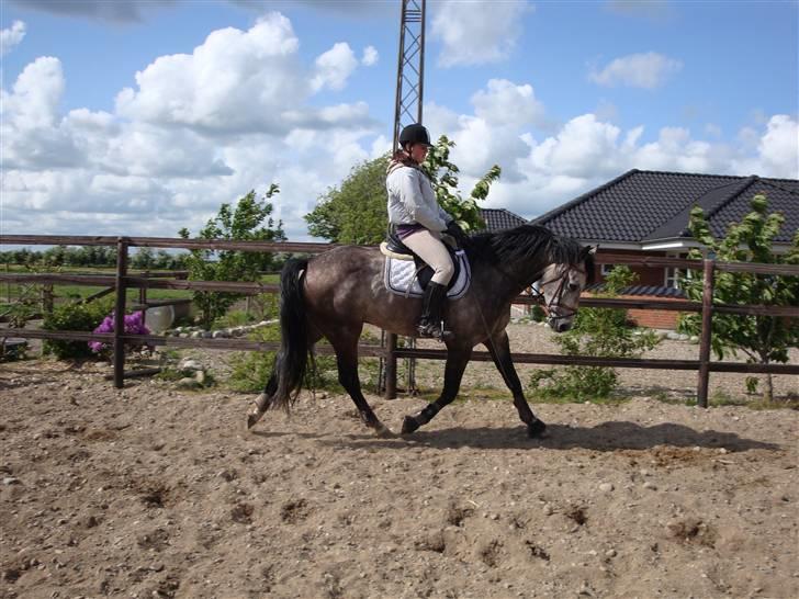 Holstener Aciljo R.I.P † billede 15