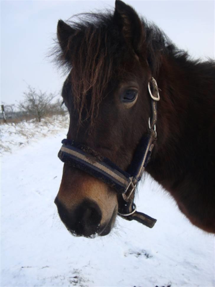 Anden særlig race Beautiful SouL ( solgt ) - 09.02.2009 . billede 11