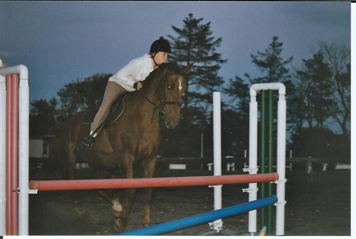 Anden særlig race Svifnick - ferie hest billede 13