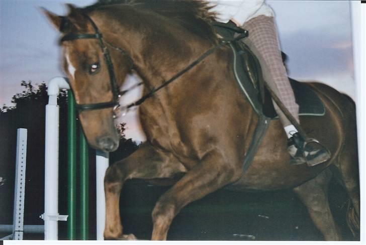 Anden særlig race Svifnick - ferie hest billede 14