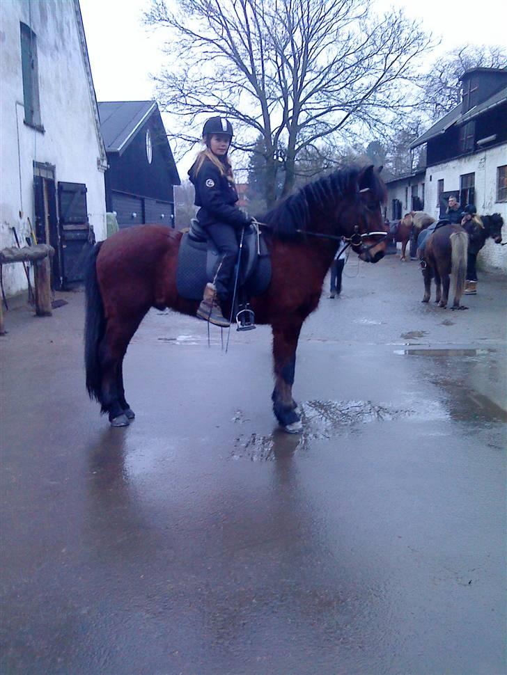 Islænder Sómi - Sara der sidder på min hest <3  billede 2