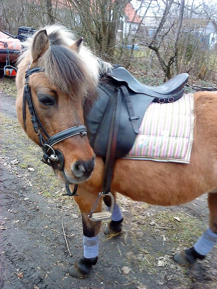 Anden særlig race Gulla - Hey! og velkommen til Gulla´s profil her på hg <3  billede 1