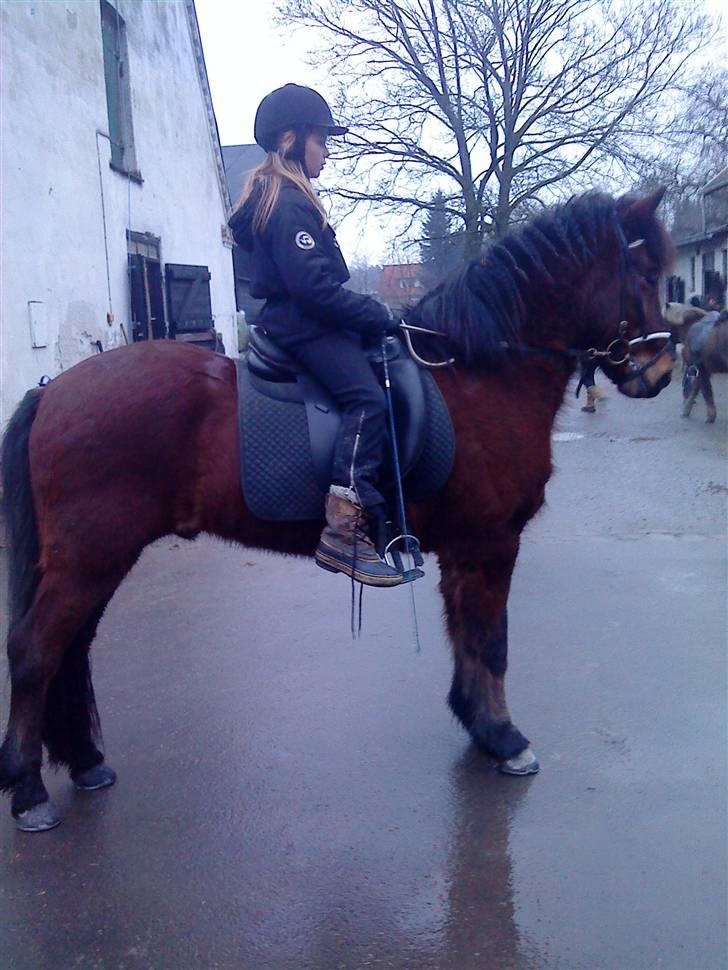 Islænder Sómi billede 3