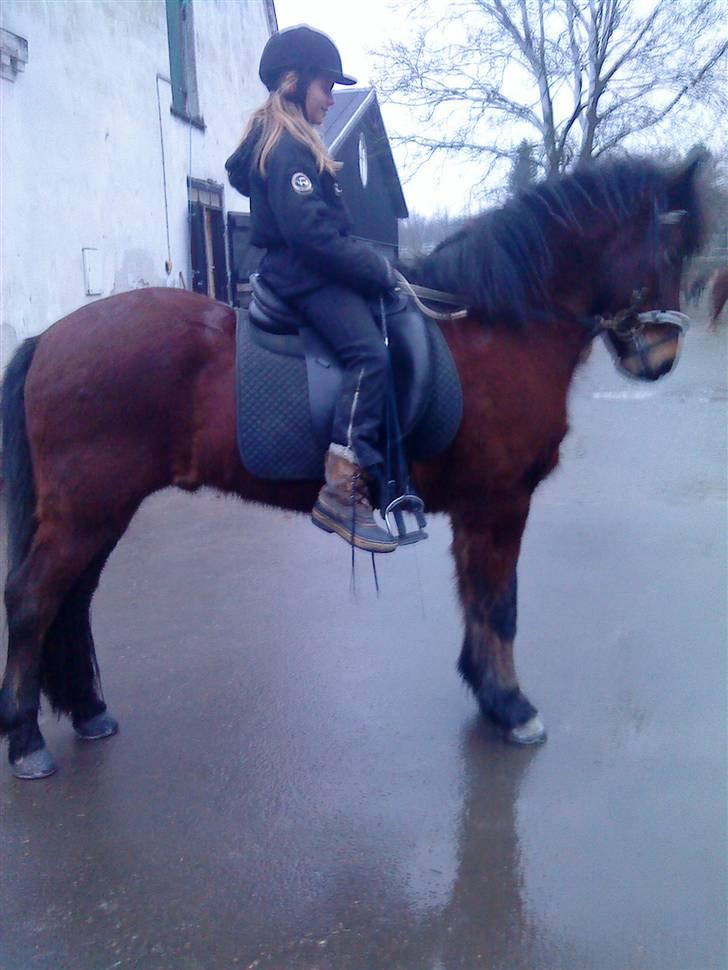 Islænder Sómi - Sara og sómi billede 4