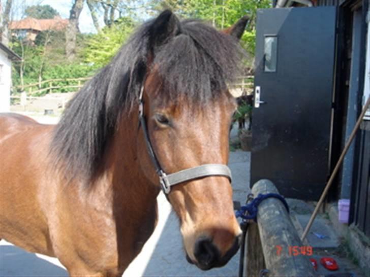 Islænder Sómi - Sómi i sommer på rideskolen i sommer 2008 billede 5