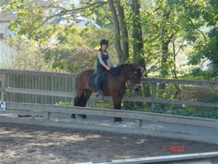 Islænder Sómi - Sómi da jeg red ham i sommers <3 på banen <3 billede 6