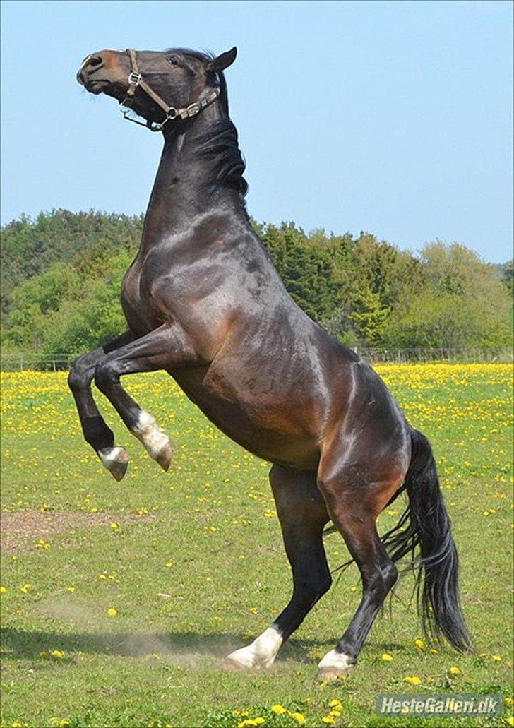 Oldenborg Okholms Armani II egen avl - Velkommen til Okholms Armani II´s profil billede 1