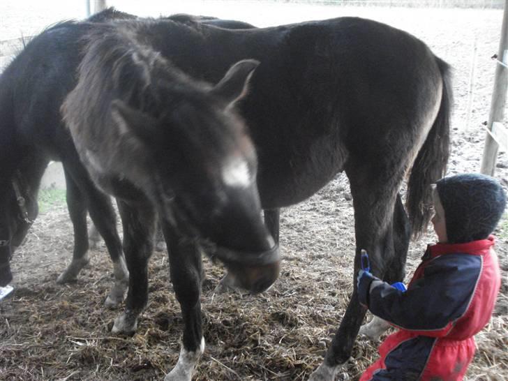 Oldenborg Okholms Armani II egen avl - Armani og min søn Nicklas billede 2