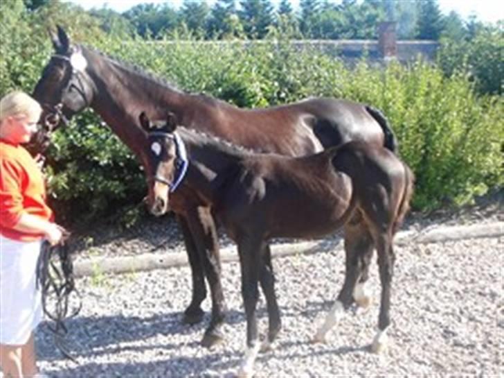 Oldenborg Okholms Armani II egen avl - Armani og Ninette efter præmieoverrækkelse til DOA-følskue. billede 3