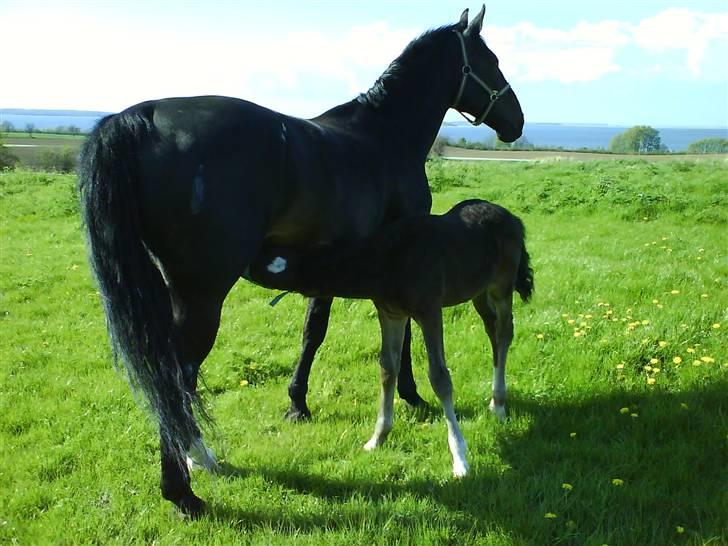 Oldenborg Okholms Armani II egen avl - Armani med sin mor på sommerfolden.. billede 4