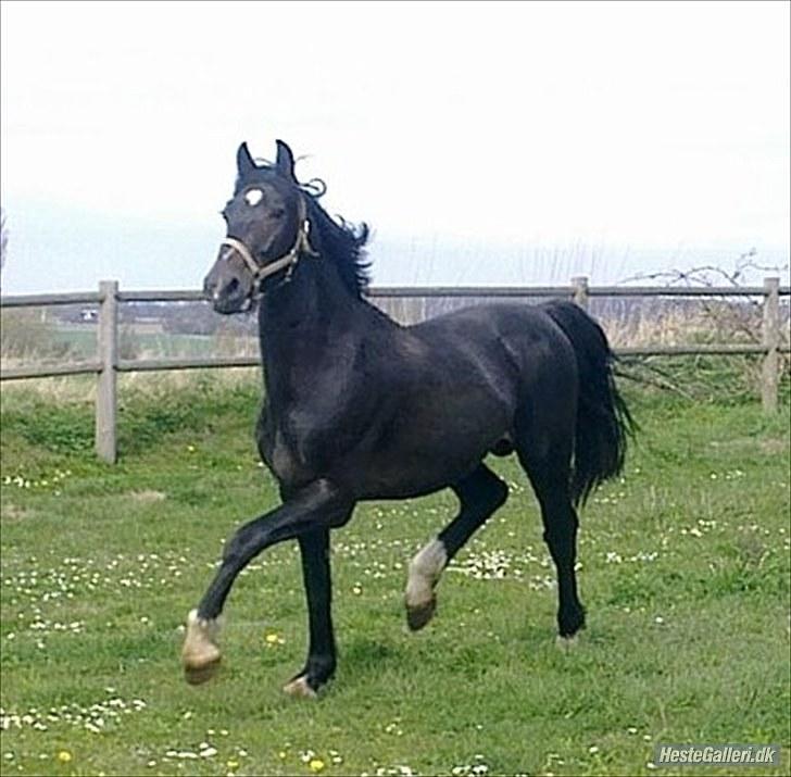 Oldenborg Okholms Armani II egen avl billede 5