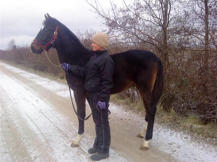 Oldenborg Okholms Armani II egen avl - Se hvor fin han er :-D billede 6