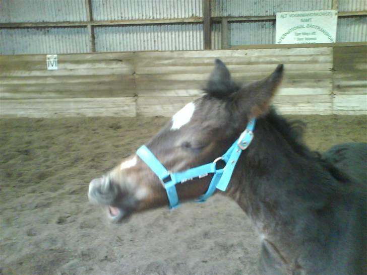 Oldenborg Okholms Armani II egen avl - 14 dage gammel. smiiil! billede 7