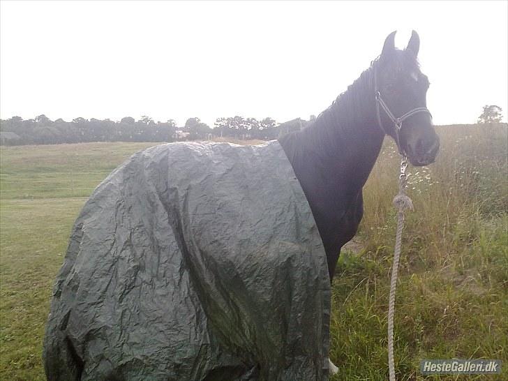 Oldenborg Okholms Armani II egen avl - Armani i "ly" for regnen :P billede 8