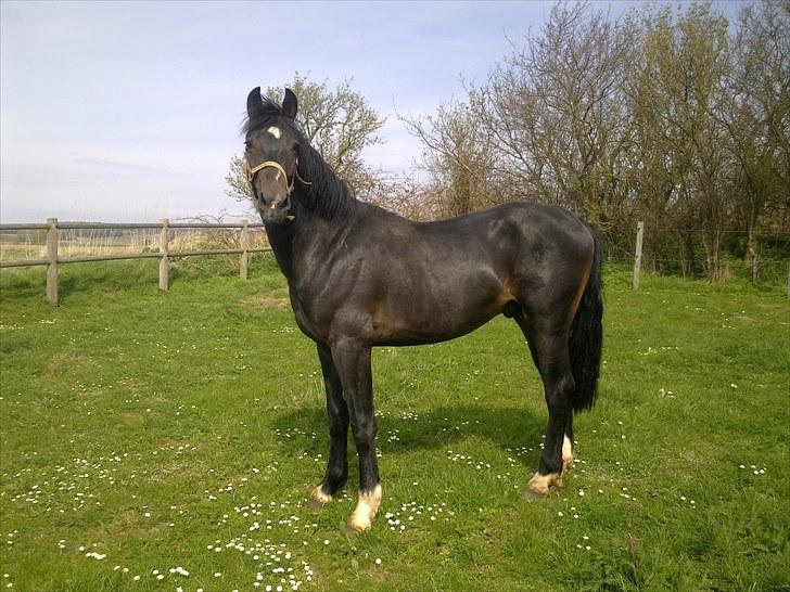 Oldenborg Okholms Armani II egen avl - Armani på sommerfolden. billede 9