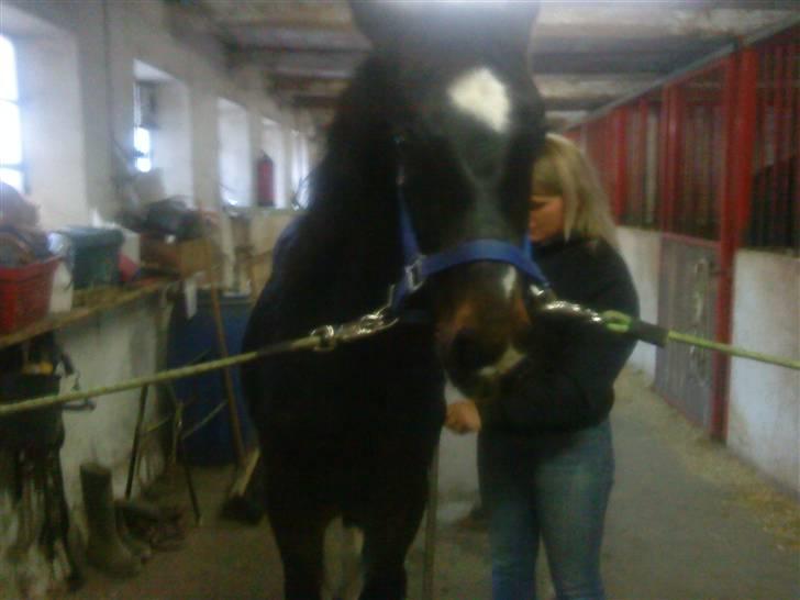 Oldenborg Okholms Armani II egen avl - Hygge på staldgangen inden smeden kommer billede 10