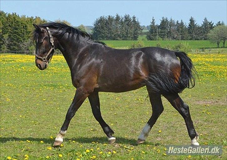 Oldenborg Okholms Armani II egen avl billede 11