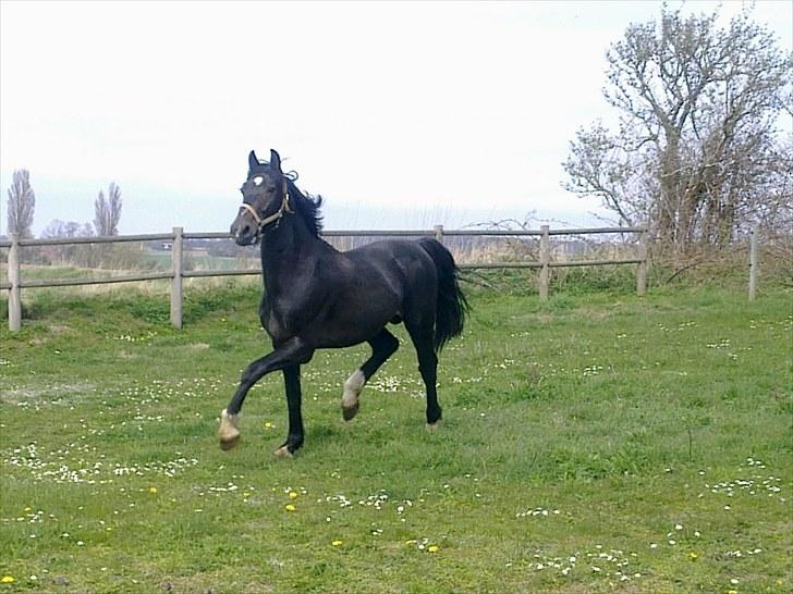 Oldenborg Okholms Armani II egen avl - Armani på sommerfolden. billede 13