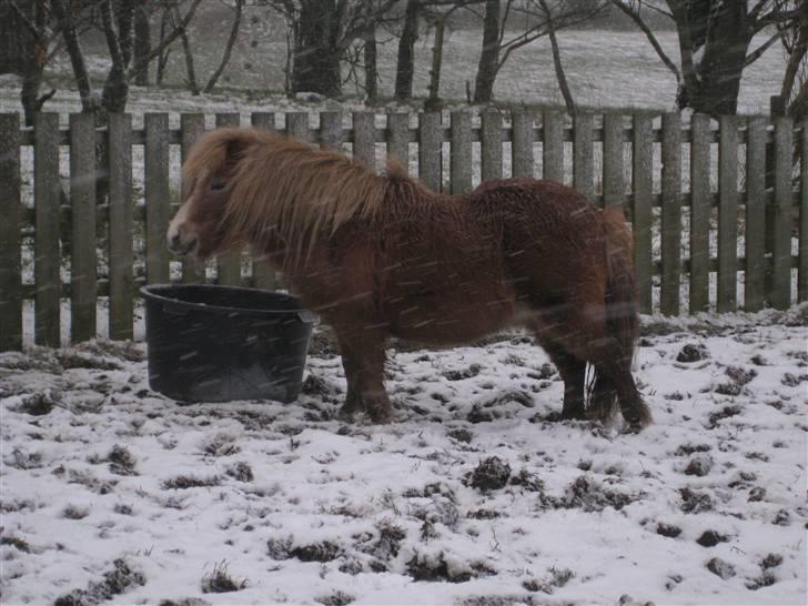 Shetlænder Totti - *13* billede 13